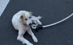 Modica, la polizia di Stato salva un cane randagio in autostrada