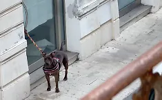 Vittoria, lascia il cane legato a un negozio di via Cavour e scompare