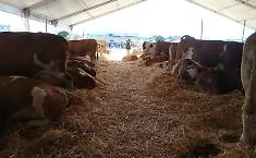 Fam, a Ragusa va di scena l'eccellenza zootecnica siciliana