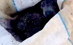 Incredibile a Ragusa, due cuccioli chiusi in un sacco e lanciati in una propriet&agrave; privata