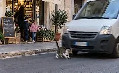 Ragusa, furgone travolge e uccide il gatto mascotte di un negozio: &ldquo;Poteva investire anche un bambino&rdquo;