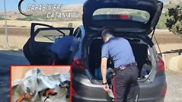 Scorribanda in auto da Catania a Licodia Eubea per rubare l'uva pregiata: denunciati in quattro 