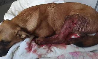 Vittoria, bracconieri entrano in una propriet&agrave; privata e sparano al cane