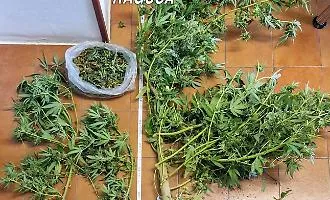 Chiaramonte Gulfi, scoperta coltivazione di marijuana in serra: un arresto