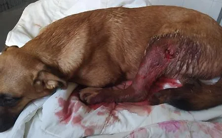 Vittoria, bracconieri entrano in una propriet&agrave; privata e sparano al cane