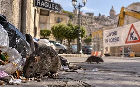 Ragusa, numerosi cittadini segnalano un aumento dei ratti in diversi quartieri