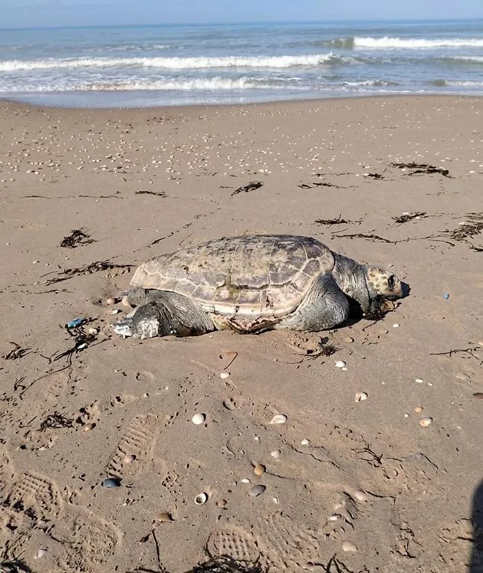 Carcassa di Caretta caretta sulla spiaggia di Passo Marinaro, Firrincieli: "E' l&igrave; da giorni, va rimossa"