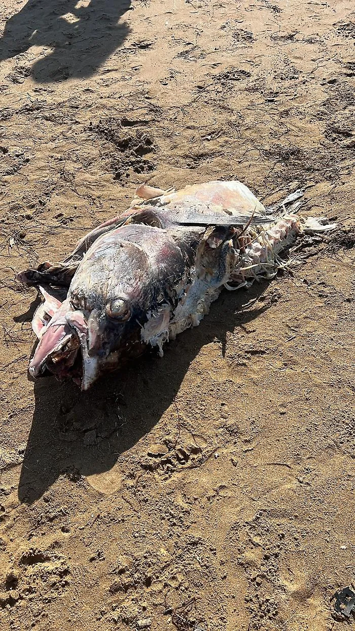 Enorme pesce putrefatto sulla spiaggia di Scoglitti: "Il Comune si attivi per rimuoverlo"
