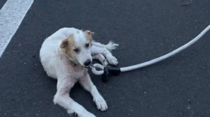 Modica, vagava impaurito in autostrada: cagnolino randagio salvato dalla polizia 