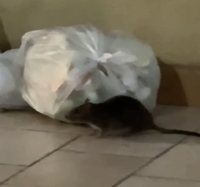 Ratti per le strade di Vittoria, si moltiplicano le segnalazioni