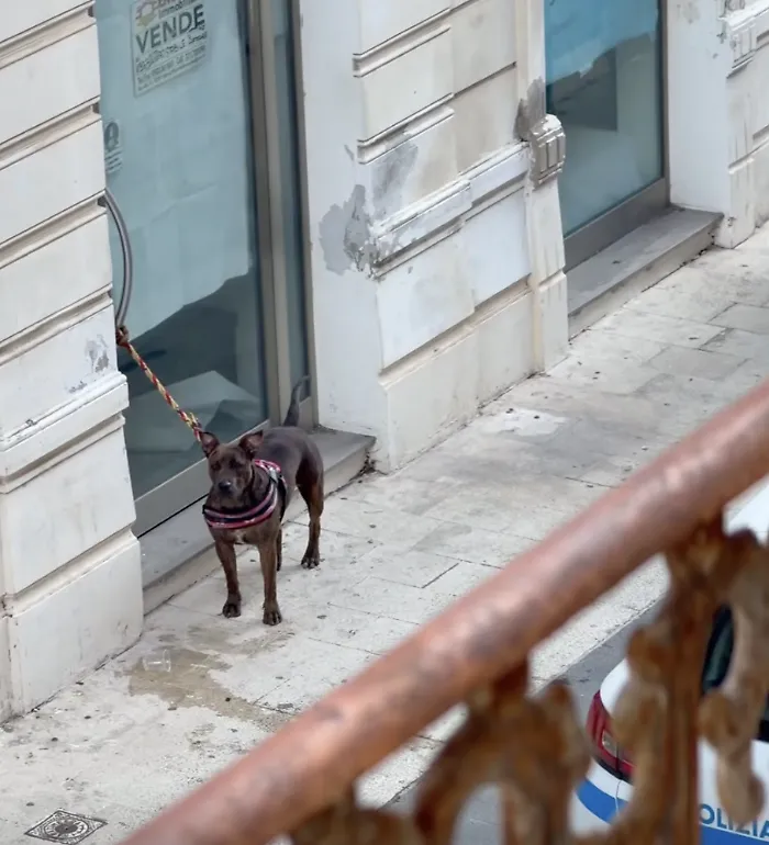 Vittoria, lascia il cane legato a un negozio di via Cavour e scompare