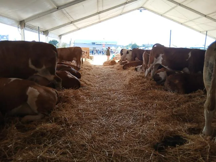 Fam, a Ragusa va di scena l'eccellenza zootecnica siciliana