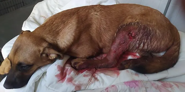 Vittoria, bracconieri entrano in una propriet&agrave; privata e sparano al cane