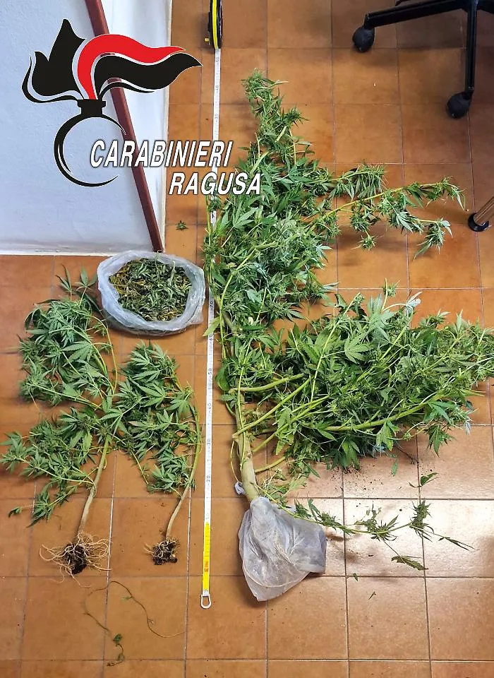 Chiaramonte Gulfi, scoperta coltivazione di marijuana in serra: un arresto 