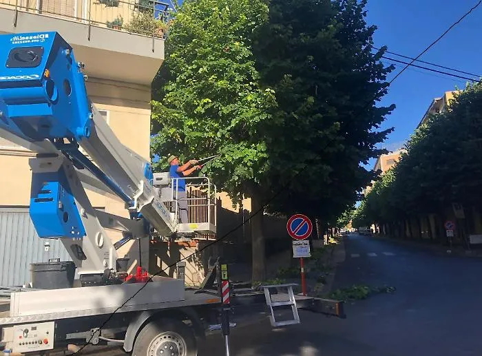 Ragusa, in viale Europa la rimozione di alberi pericolanti